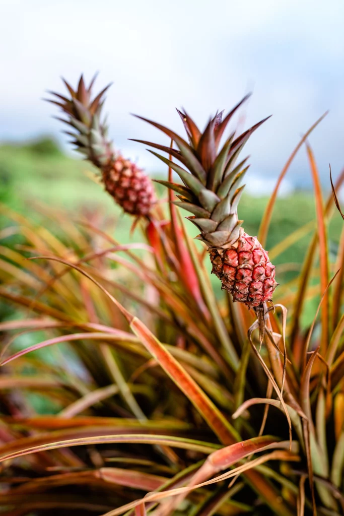 Pink Pineapple on Big Island