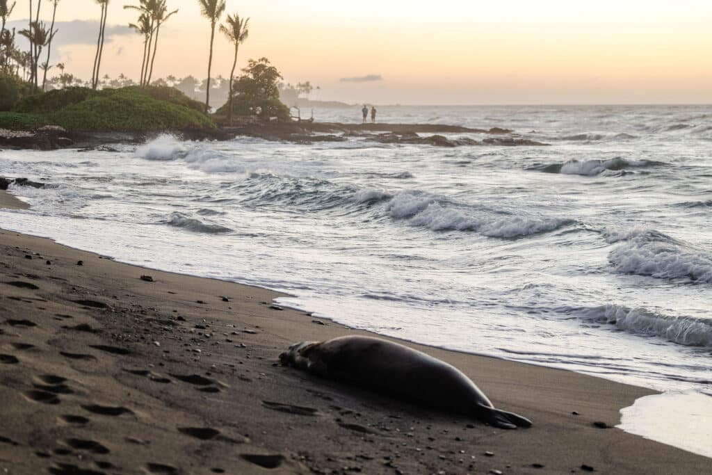 Hawaiian monk seal on a beach on the Big Island of Hawaii